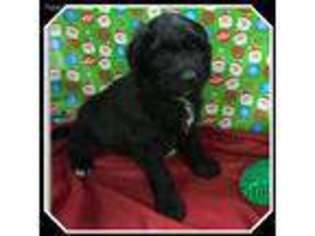 Mutt Puppy for sale in Bardstown, KY, USA