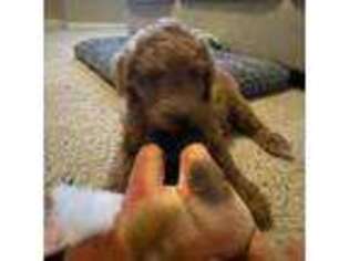 Goldendoodle Puppy for sale in Pasadena, TX, USA