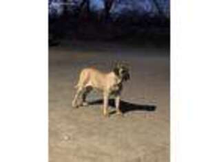 Mastiff Puppy for sale in Ordway, CO, USA