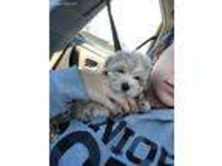 Mutt Puppy for sale in Round Lake, IL, USA