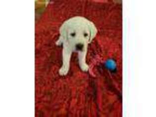 Labrador Retriever Puppy for sale in Painted Post, NY, USA