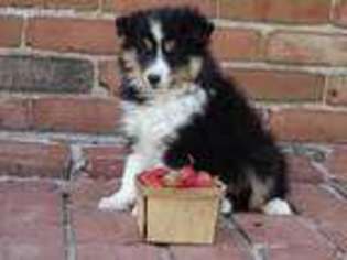 Shetland Sheepdog Puppy for sale in Hagerstown, IN, USA