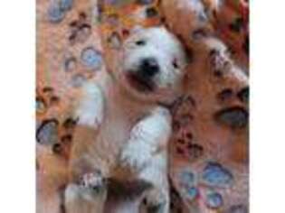 West Highland White Terrier Puppy for sale in Belleview, FL, USA