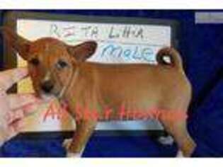 Basenji Puppy for sale in Fort Smith, AR, USA