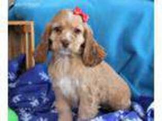 Cocker Spaniel Puppy for sale in Apple Creek, OH, USA