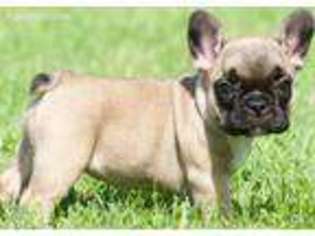French Bulldog Puppy for sale in Newtown, PA, USA