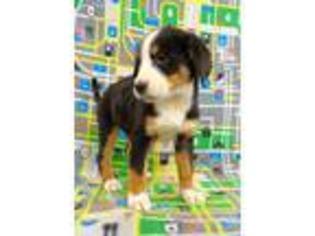 Medium Photo #1 Greater Swiss Mountain Dog Puppy For Sale in Riverside, IA, USA