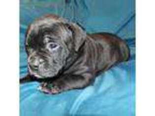 American Bulldog Puppy for sale in Grass Valley, CA, USA