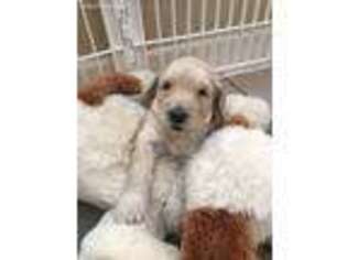 Goldendoodle Puppy for sale in Greensboro, NC, USA
