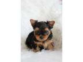 Yorkshire Terrier Puppy for sale in Green Lake, WI, USA