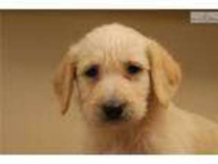 Labradoodle Puppy for sale in Omaha, NE, USA