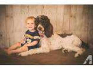 Goldendoodle Puppy for sale in SPENCERVILLE, IN, USA