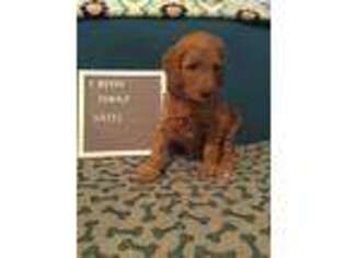Mutt Puppy for sale in Coloma, MI, USA