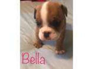Bulldog Puppy for sale in Eagle Pass, TX, USA
