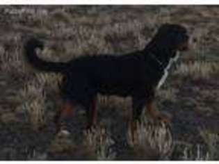 Greater Swiss Mountain Dog Puppy for sale in Del Norte, CO, USA