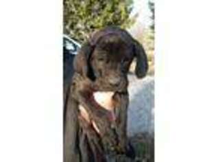 Great Dane Puppy for sale in Hardinsburg, IN, USA