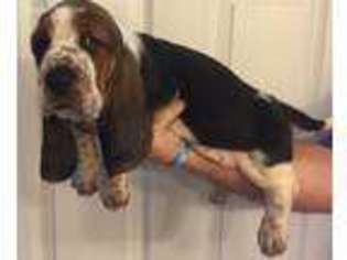 Basset Hound Puppy for sale in Baxley, GA, USA