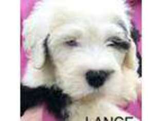 Old English Sheepdog Puppy for sale in Middle River, MD, USA
