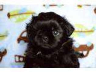 Mutt Puppy for sale in ANTIOCH, TN, USA