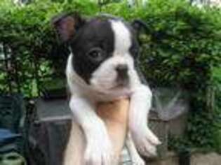Boston Terrier Puppy for sale in Arlington Heights, IL, USA