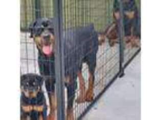 Rottweiler Puppy for sale in Meservey, IA, USA