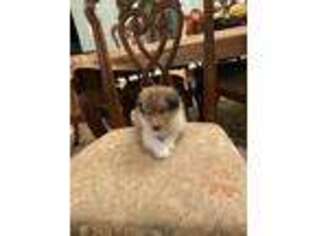 Shetland Sheepdog Puppy for sale in Clover, SC, USA