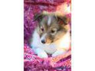 Shetland Sheepdog Puppy for sale in Middleburg, PA, USA