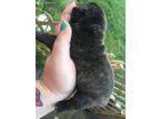 French Bulldog Puppy for sale in Saxon, WI, USA