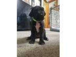 Great Dane Puppy for sale in Seattle, WA, USA