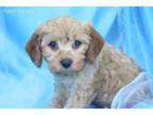 Cavapoo Puppy for sale in Summerfield, NC, USA