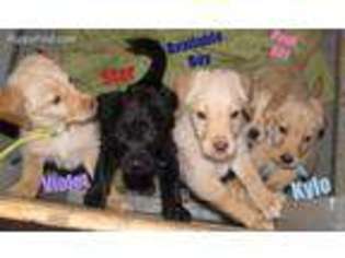 Labradoodle Puppy for sale in Pocatello, ID, USA