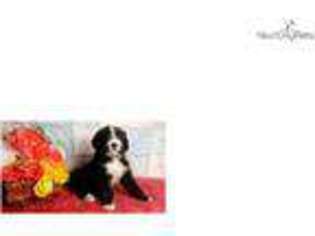 Bernese Mountain Dog Puppy for sale in Canton, OH, USA