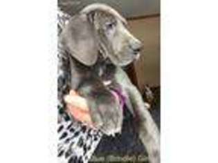 Great Dane Puppy for sale in Onamia, MN, USA