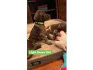 German Shorthaired Pointer Puppy for sale in Duck Hill, MS, USA