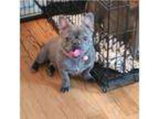 French Bulldog Puppy for sale in Manchester, TN, USA