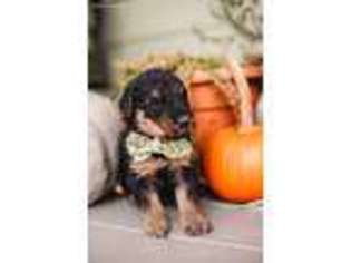 Airedale Terrier Puppy for sale in Greeneville, TN, USA