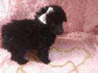 Mutt Puppy for sale in Duncan, SC, USA