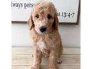 Goldendoodle Puppy for sale in Franklin, NC, USA