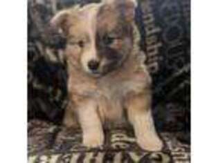 Siberian Husky Puppy for sale in Savoy, MA, USA