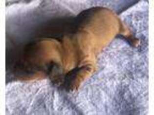Dachshund Puppy for sale in Bluefield, WV, USA