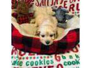 Cavachon Puppy for sale in Hudson, MA, USA