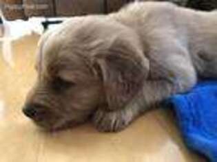 Golden Retriever Puppy for sale in Campbellsville, KY, USA