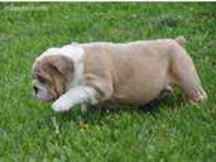 Bulldog Puppy for sale in Frenchville, PA, USA