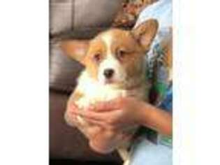 Pembroke Welsh Corgi Puppy for sale in Muscatine, IA, USA