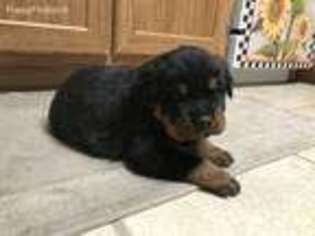 Rottweiler Puppy for sale in Kenly, NC, USA