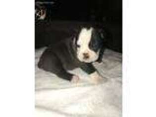 Olde English Bulldogge Puppy for sale in Bridgeport, TX, USA