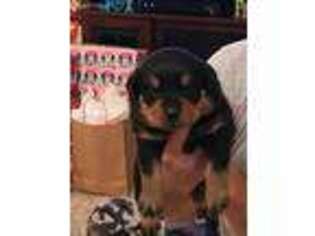 Rottweiler Puppy for sale in Williamston, NC, USA