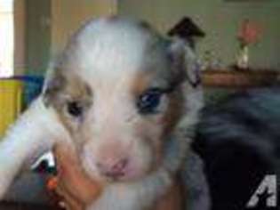 Australian Shepherd Puppy for sale in CALABASAS, CA, USA