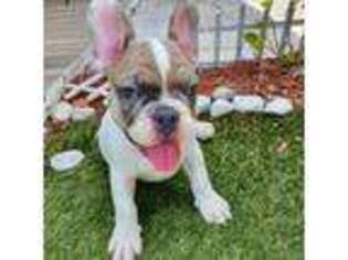 French Bulldog Puppy for sale in Fort Lauderdale, FL, USA