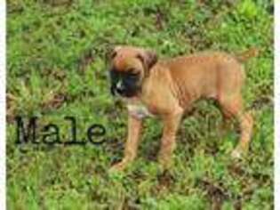 Boxer Puppy for sale in Leesville, SC, USA